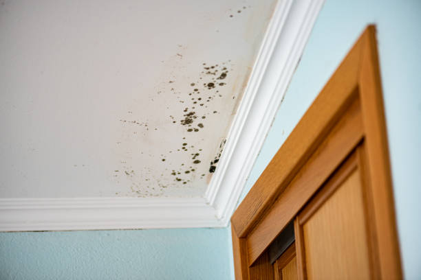 Best Commercial Mold Inspection  in Burnham, PA